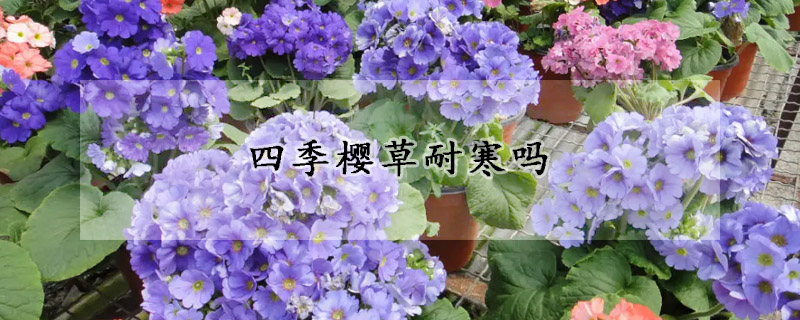 四季樱草耐寒吗