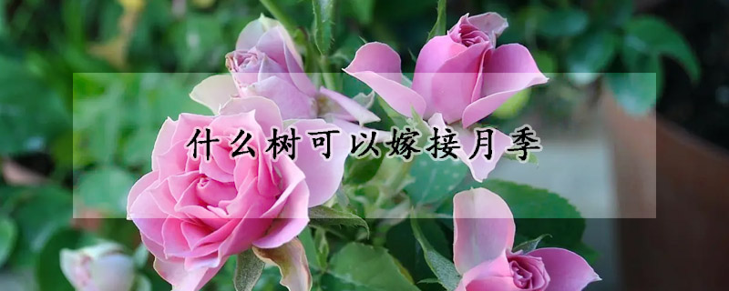 什么树可以嫁接月季