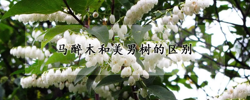 马醉木和美男树的区别