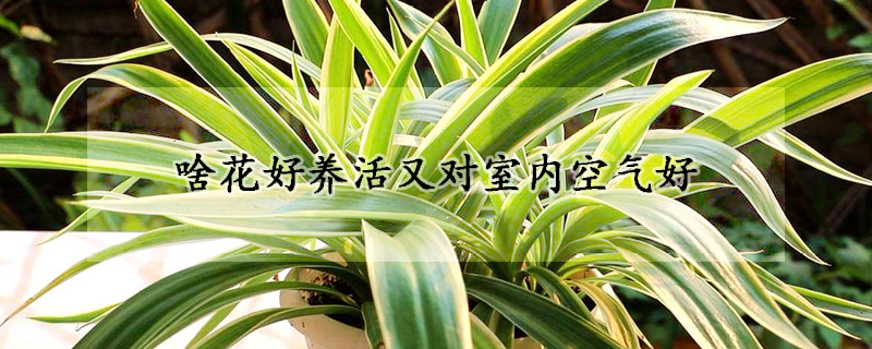 啥花好养活又对室内空气好