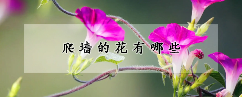 爬墙的花有哪些