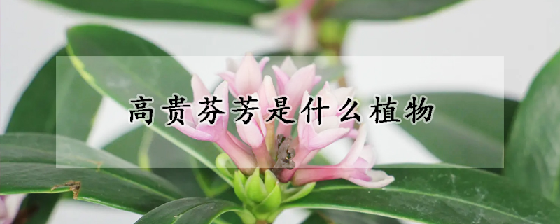 高贵芬芳是什么植物