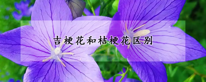 吉梗花和桔梗花区别