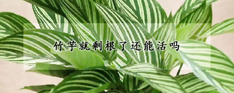 竹芋就剩根了还能活吗