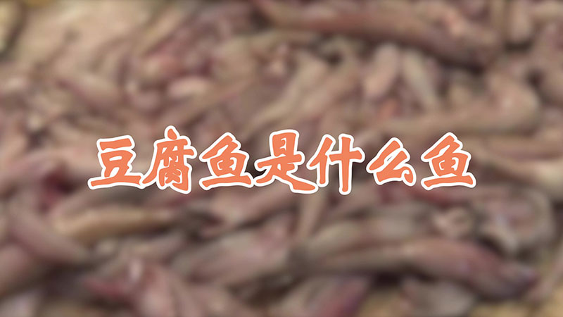 豆腐鱼是什么鱼