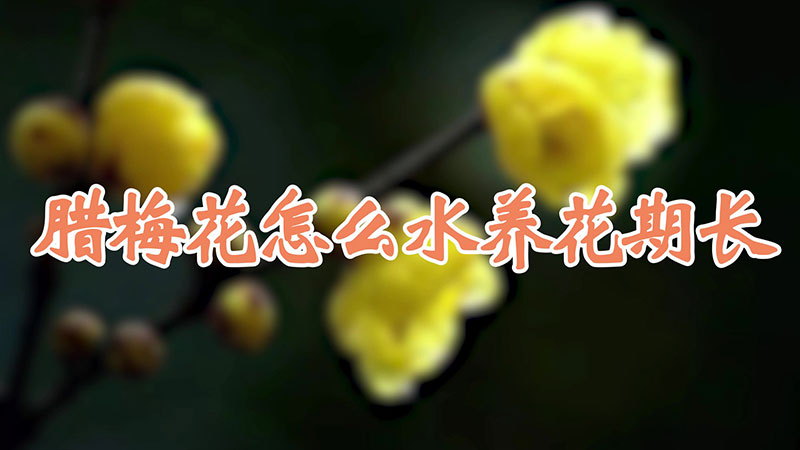 腊梅花怎么水养花期长