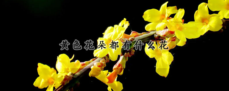 黄色花朵都有什么花