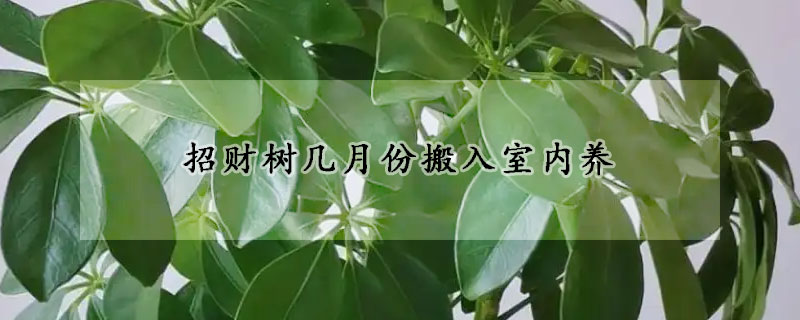 招财树几月份搬入室内养