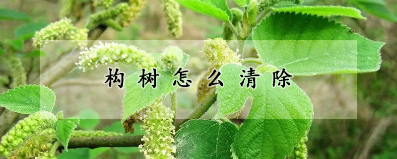 构树怎么清除