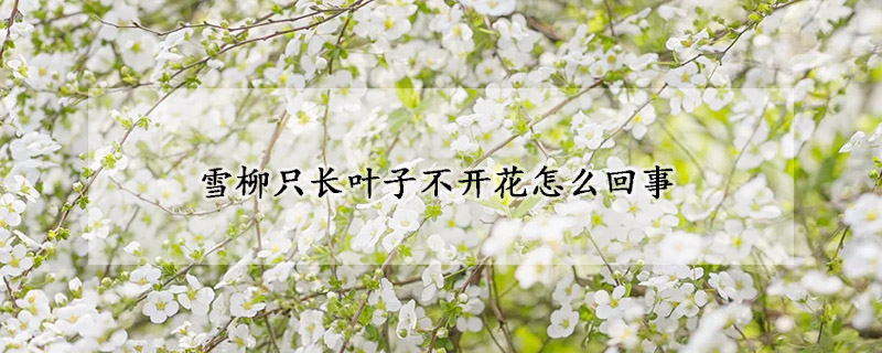 雪柳只长叶子不开花怎么回事