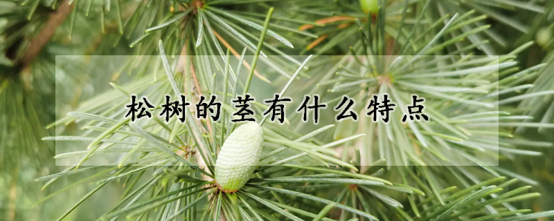 松树的茎有什么特点