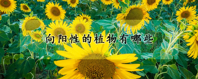 向阳性的植物有哪些