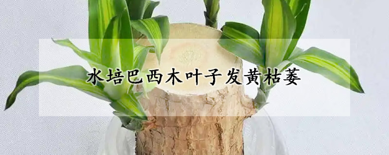 水培巴西木叶子发黄枯萎