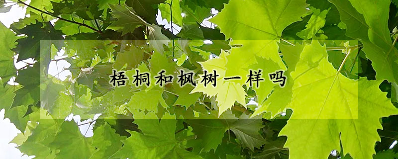 梧桐和枫树一样吗
