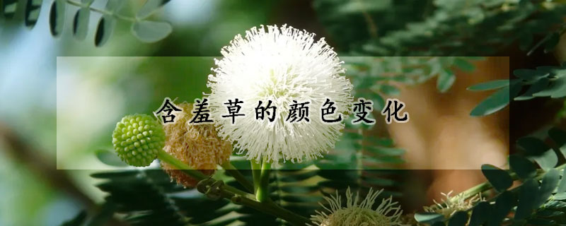 含羞草的颜色变化
