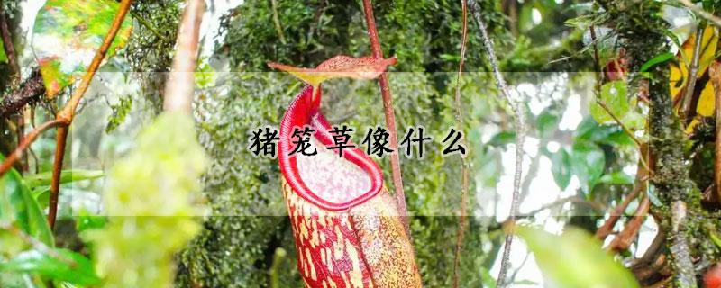 猪笼草像什么