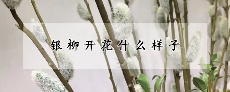 银柳开花什么样子