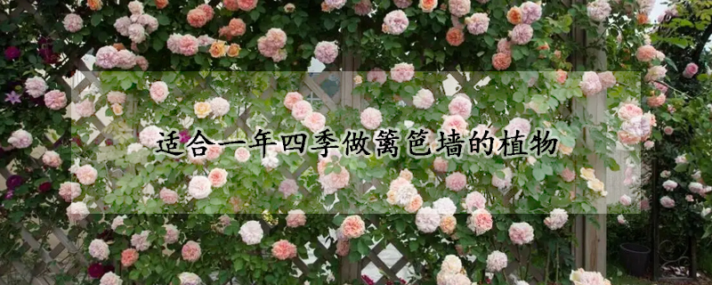 适合一年四季做篱笆墙的植物