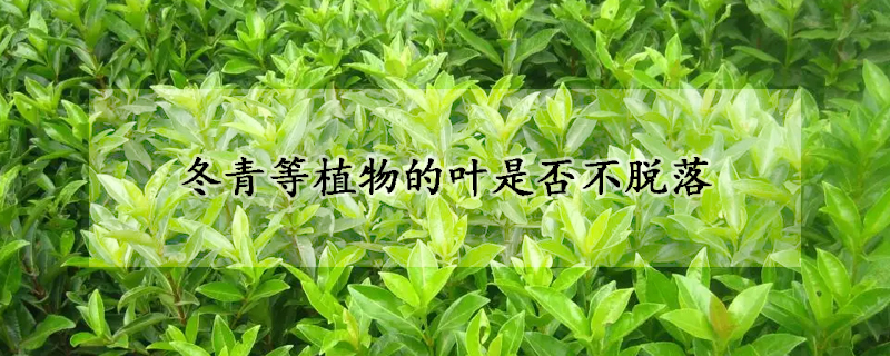 冬青等植物的叶是否不脱落