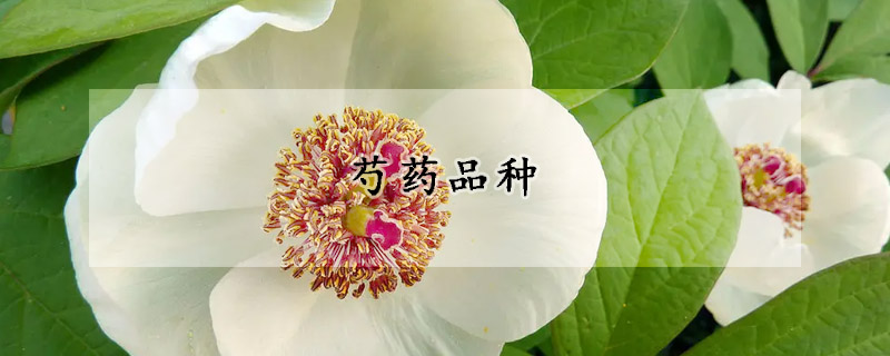 芍药品种