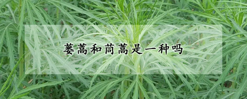 蒌蒿和茼蒿是一种吗