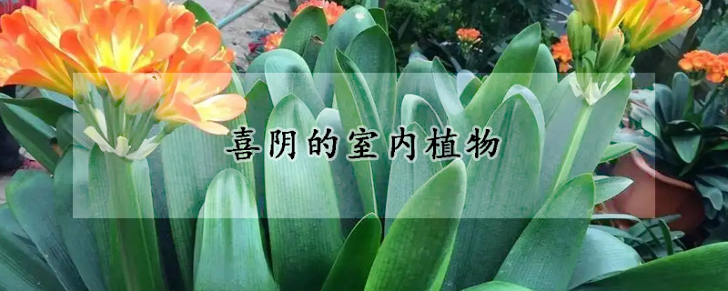 喜阴的室内植物