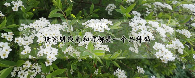 珍珠绣线菊和雪柳是一个品种吗