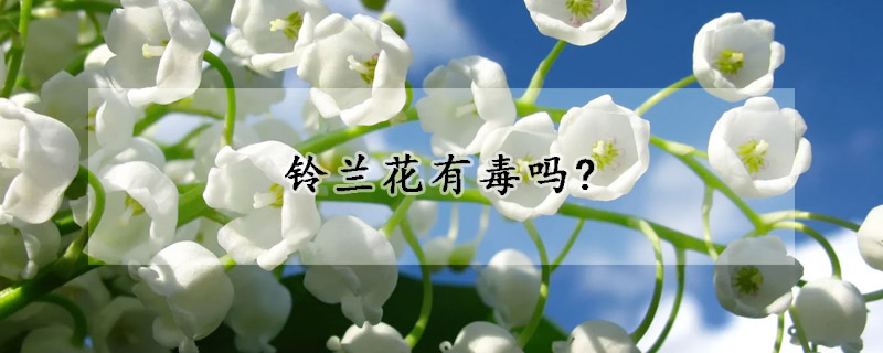 铃兰花有毒吗?