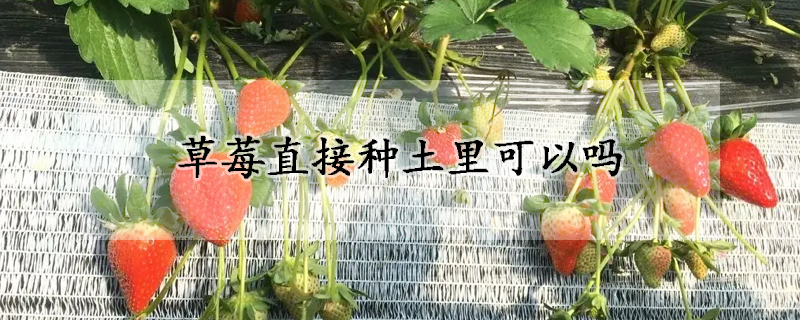 草莓直接种土里可以吗
