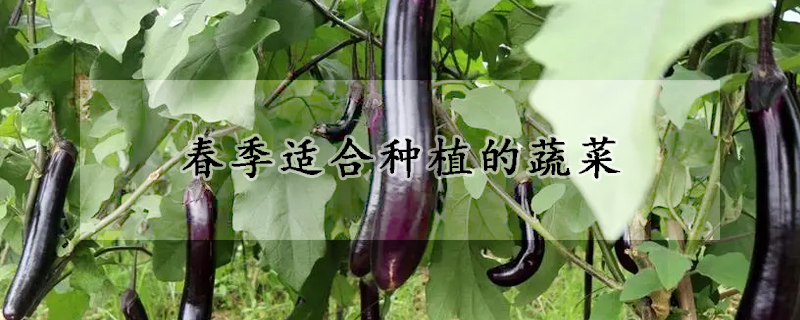 春季适合种植的蔬菜