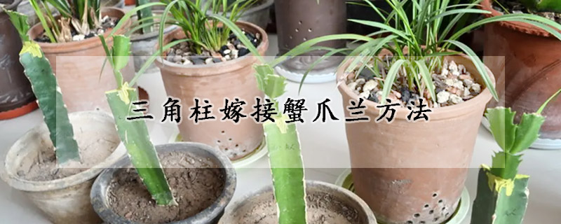 三角柱嫁接蟹爪兰方法