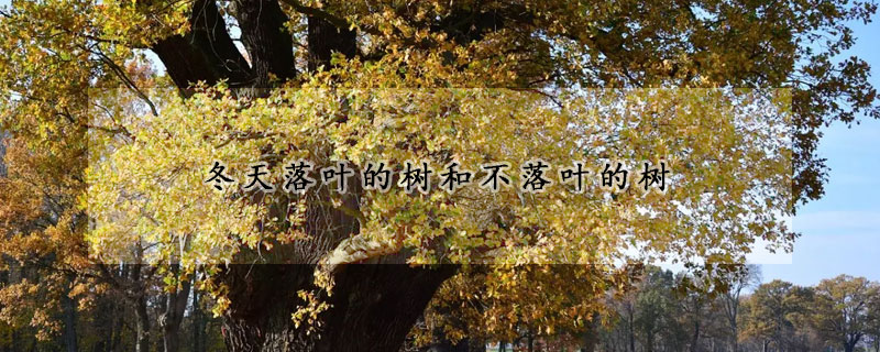 冬天落叶的树和不落叶的树