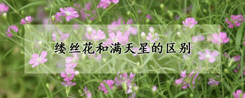 缕丝花和满天星的区别