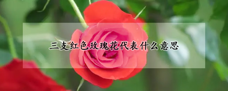 三支红色玫瑰花代表什么意思