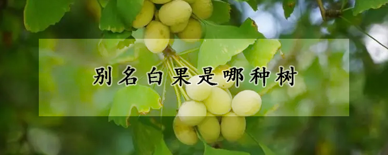 别名白果是哪种树