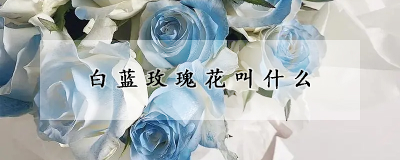 白蓝玫瑰花叫什么