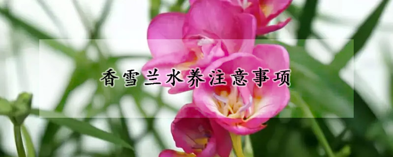 香雪兰水养注意事项