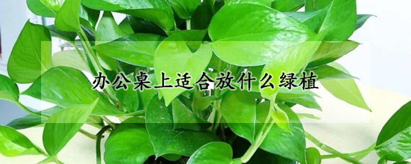 办公桌上适合放什么绿植