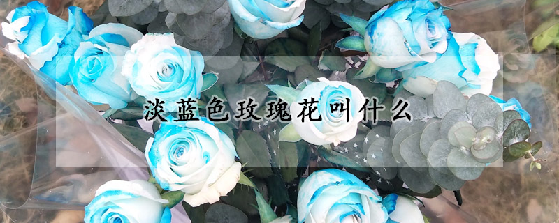 淡蓝色玫瑰花叫什么