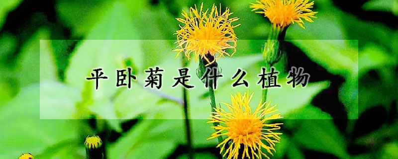 平卧菊是什么植物