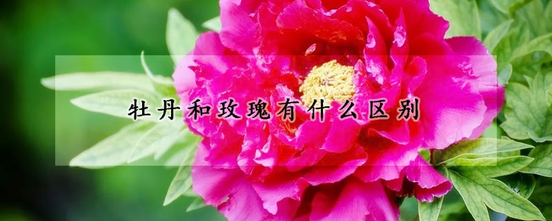 牡丹和玫瑰有什么区别