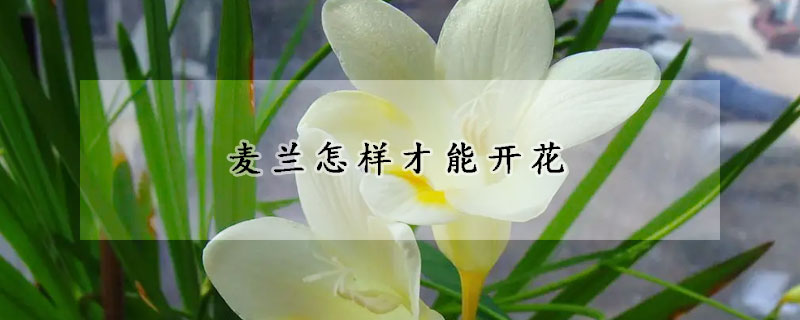 麦兰怎样才能开花