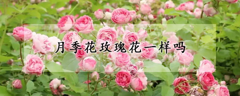 月季花玫瑰花一样吗