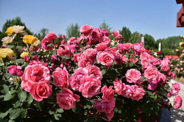 月季花玫瑰花一样吗