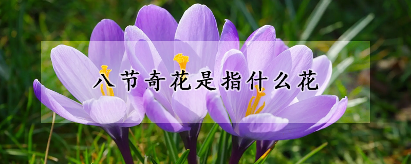 八节奇花是指什么花