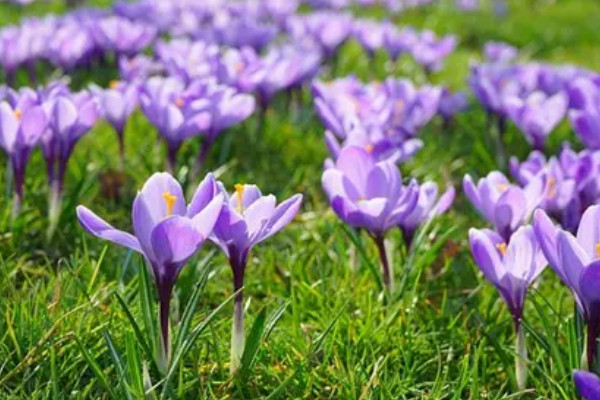 八节奇花是指什么花
