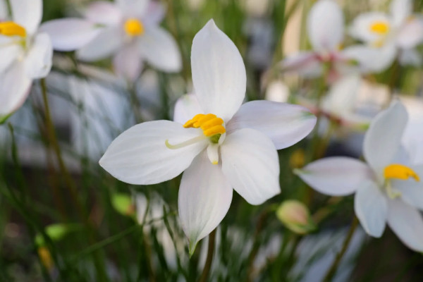 八节奇花是指什么花