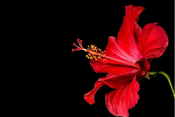 八节奇花是指什么花