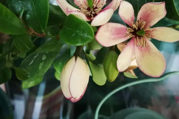 八节奇花是指什么花