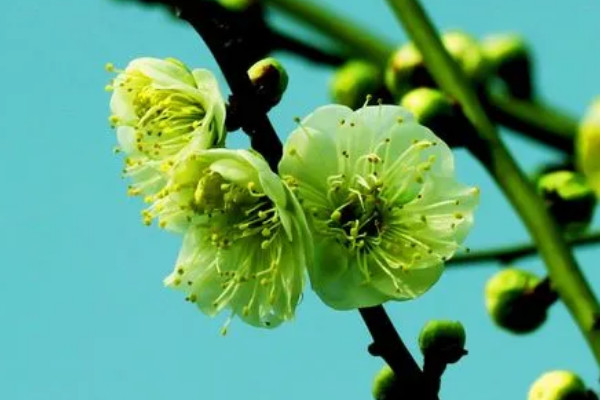 八节奇花是指什么花